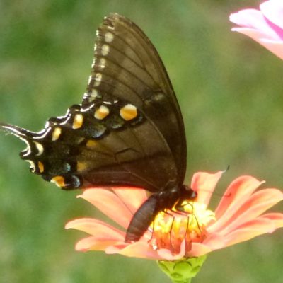 Eastern Tiger Swallowtail, black