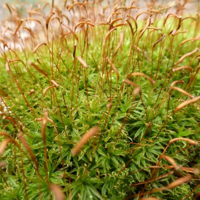 Large Star Moss, Atrichum undulatum