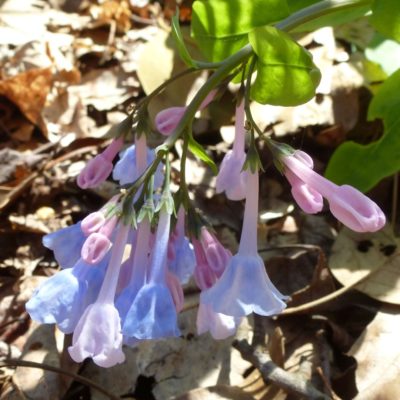 Virginia Bluebells