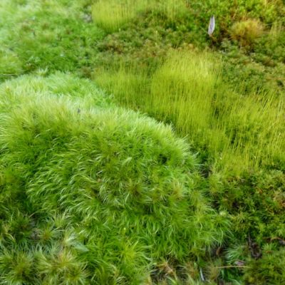 Windswept Moss, Dicranum scoparium