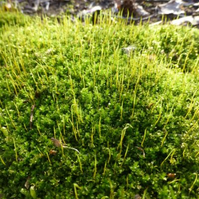 Mnium Moss, Mnium hornum