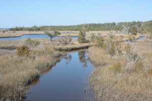 Marsh grasses of White Oak estuary are liminal waters