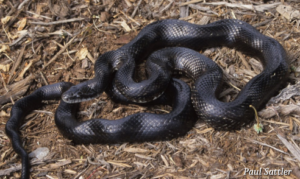 Black Rat Snake by Paul Sattler, Virginia Herpetological Society