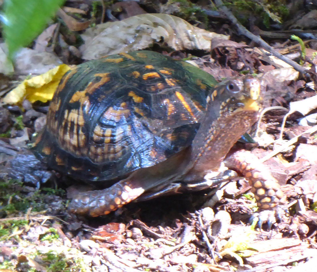 Turtle Teachings - EarthSanctuaries