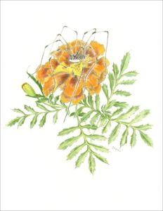 Drawing of orange marigold