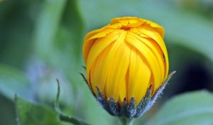 A golden flower bud 