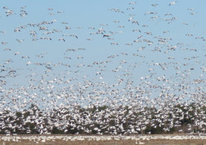 Snow Geese Descending at Pocosin Lakes