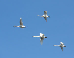 Swans flying at Pocisin Lakes NWR