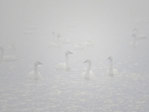 Swans emerging from mist.