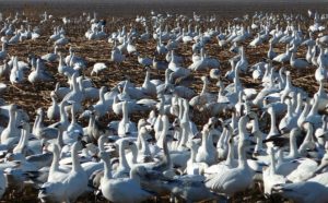 Snow Geese at Pocosin Lakes