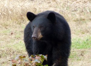 Black Bear at Pososin Lakes NWR