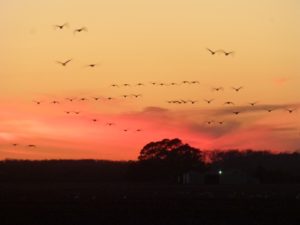 Swans sunset Pocosin Lakes