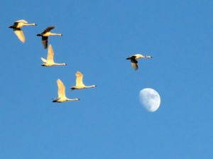 TundraSwans flying over moon at Pocosin Lakesmoon