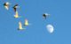 TundraSwans flying over moon at Pocosin Lakesmoon