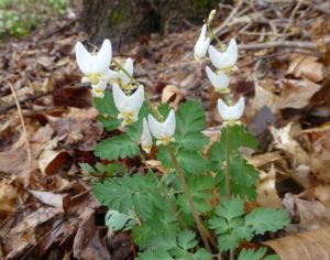 White Dutchman's Breeches wildflowers in Restoring the Forest
