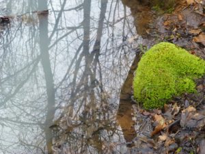 Creek with moss and reflections