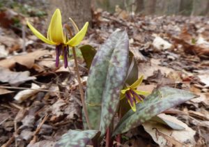 Yellow Trout Lily wildflowers in Restoring the Forest