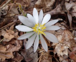White Bloodroot Wildflower in Restoring the Forest