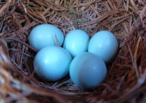 Five bluebird eggs in Restoring the Forest