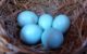 Five bluebird eggs