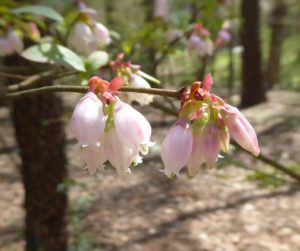 Blueberry Flowers in Restoring the Forest