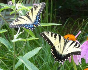 Two yellow and black Eastern Tiger Swallowtail Butterflies in Restoring the Forest