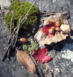 Collage of fall leaves, acorns, twigs, moss