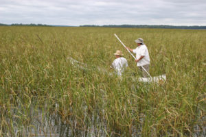 Wild rice harvesting in Minnesota from NMAI