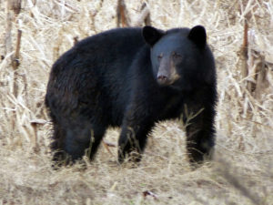 Black Bear at Pocosin Lakes NWR