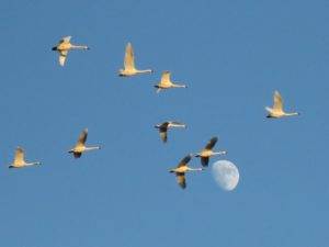 Cisnes da tundra e lua, Alligator River NWR