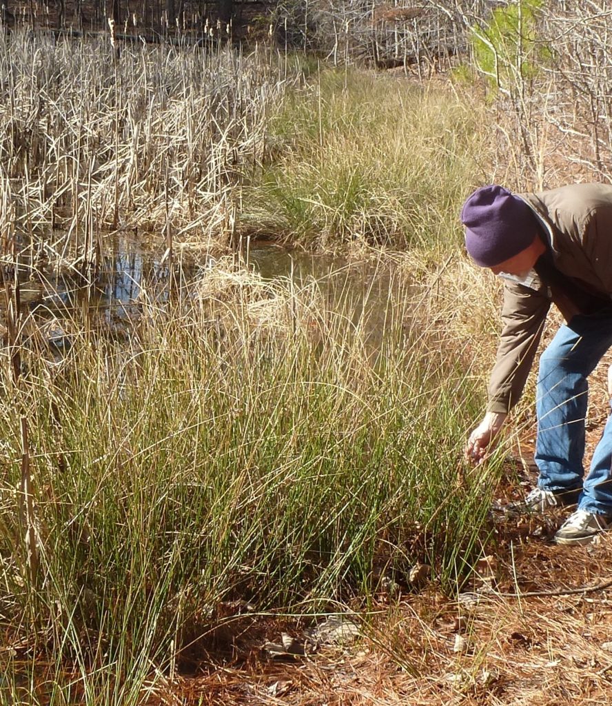 Picking Rushes Celebrating Imbolc: A Time for Healing - EarthSanctuaries