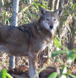 Lobo vermelho cativo no Alligator River NWR