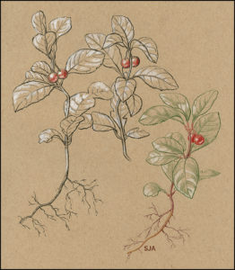 Gaultheria procumbens (C) Sue Aldworth in Plant Love Stories