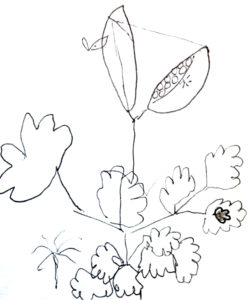 Columbine Sketch (C) Robin Rogers in Plant Love Stories