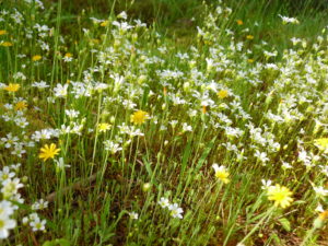 White and yellow flowers at Mitchell Mill SNA in Sacred Ground: A Whale of a Tale