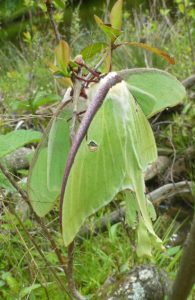 Luna Moths Mating in Sacred Ground: A Whale of a Tale