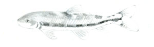 Black and white drawing by Betty Lou Chaika of a Torrent Sucker fish in Inner Fish/Outer Fish