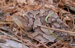 Young Copperhead, herpsofnc.org
