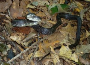 Black Rat Snake in SNake Medicine, earthsanctuaries.net