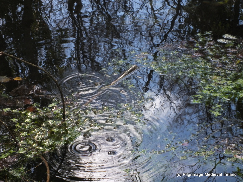 Wetlands: Holy Wells and Sacred Springs - EarthSanctuaries