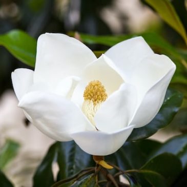 Healing with Mother Magnolia