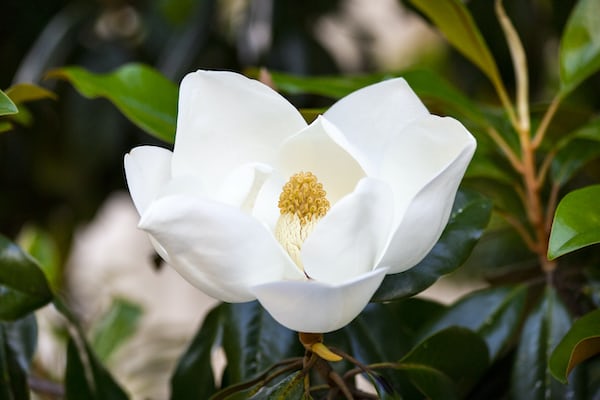 https://earthsanctuaries.net/wp-content/uploads/2023/04/Magnolia-photo-1558793351-16b18a9b3c9c.jpg