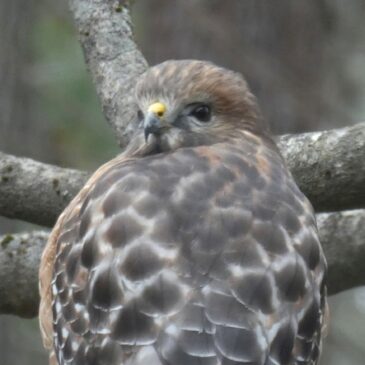 Augury, Winter Solstice