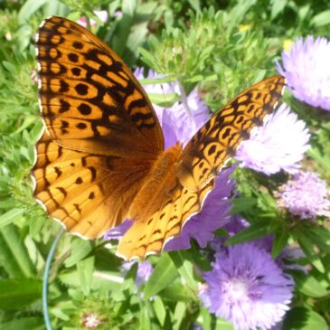 Feminine Ways of Knowing: The Hummingbird and The Butterfly